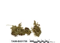 藏品(細尖鱗葉苔)的圖片